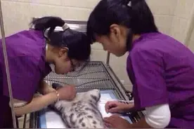 带自家猫去做绝育手术，猫躺在手术台上的表情让我此生难忘图片