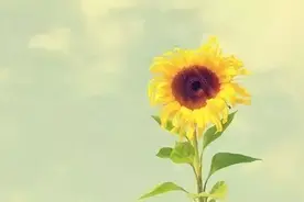 原创     臆想图片