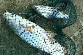 谁有我命苦，一共钓了三条鱼，还被蛇衔走一条！图片