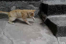 这猫猫不错啊，抓老鼠手到擒来图片