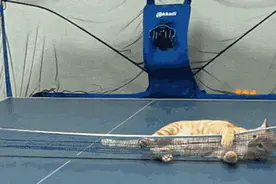 逗猫神技，你从没看过！图片