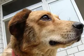 我们最有灵性的狗狗，还是中华田园犬图片