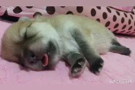 光看看就好幸福，7天大的小狗吐舌忒萌了图片