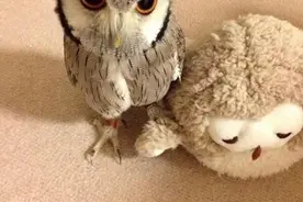 猫头鹰最喜欢主人用笔抚摸头部，一旦满足后就会出现迷人的笑容图片