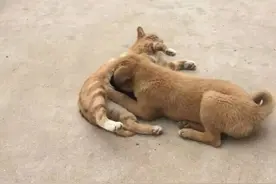 猫妈妈失去崽崽后，捡回两个狗崽崽喂养！超乎想象图片