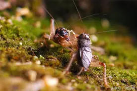 我怎么找不到你？原来你躲进了我的梦里！图片