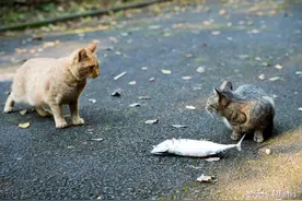 滴滴要做租车，动得了神州租车的奶酪吗？图片