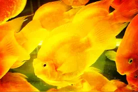 养鱼人得了解这几种导致鱼儿生病的原因图片