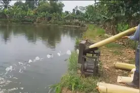 香蕉树切碎喂鱼视频封面