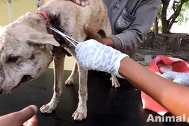 气球狗！项圈太小却从没拆下陷进肉里苍蝇满天飞图片