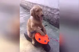 ​狗狗骑车上路兜风，看样子狗大爷很是销魂，太可爱啦图片