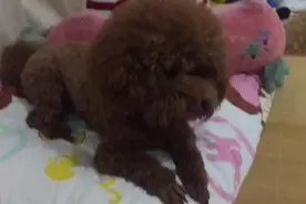 狗狗跳下床去捡球，没想到咬着球却跳不上来，主人笑惨了图片