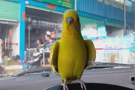 会讲话的虎皮鹦鹉图片