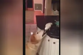 千万不要同时养狗狗和鹦鹉，它们的亲密合作会让你的零食不翼而飞