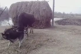 小黑狗跟大水牛的精彩搏斗图片