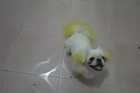 小狗狗看到主人在嗑瓜子，宝宝立马不淡定了，这小傻子太逗了！图片