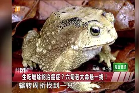 轻信中医偏方生吃蟾蜍治癌 六旬老太中毒命悬一线