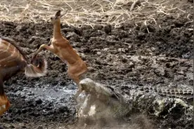 羚羊宝宝河边找水喝，竟中了巨鳄的埋伏陷阱遭撕碎生吞图片