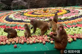 河南济源：猕猴吃上“自助餐”，八千斤水果琳琅满目图片