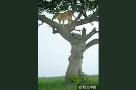 坦桑尼亚突降大雨 狮群乐享天然淋浴图片