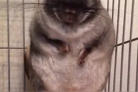 宠物龙猫明明是老鼠为什么叫猫？龙猫多少钱一只？图片