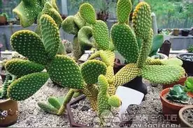 小心！在床底下这几件东西不能放！图片