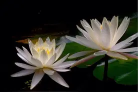 月是水中月, 花是镜中花,图片