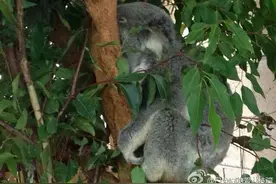 在交通工具上靠着陌生人的肩膀睡着了是种什么样的体验图片