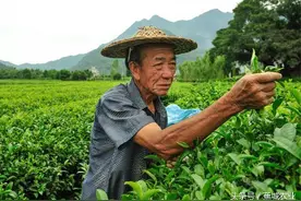 蕉城人将茶叶叫“茶米”，将喝茶叫做“吃茶”图片