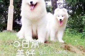 炎炎夏日萨摩需要注意什么？必须谨记的经验图片