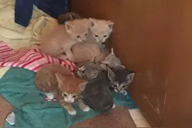 猫妈妈不断哀求救援人员放它出去，只为拯救受伤的小猫宝宝！感动图片