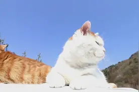 主人看完宫斗戏突发灵感，把猫咪打扮成这样，太有意思了