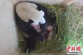 定居奥地利大熊猫产子 一周后惊喜发现是双胞胎图片