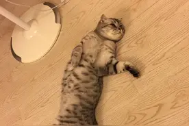 猫咪球球的奇葩睡姿图片