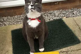 傻萌猫咪捕获猎物送到主人面前展示，可主人看到后简直哭笑不得图片