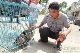 活久见！西湖街道一居民抓到18斤重“硕鼠”图片