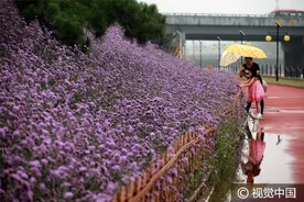河北石家庄：“十里花廊”投入使用，市民雨中徜徉花海图片