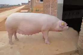 断奶空怀母猪的饲养管理图片