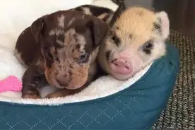 这是现实中的“猪朋狗友”！但入目的满满都是暖暖的友爱图片