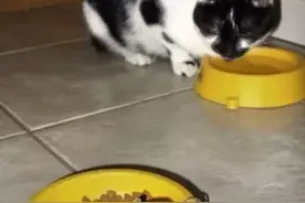 当猫咪芒果面对活生生的老鼠时，显然有点不知所措。图片