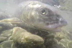 《寻找巨物》 俄罗斯钓哲罗鲑有这些讲究！图片