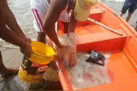 海边 海蜇出没 ! 海边游泳捞上两百多斤大海蜇。防蜇全攻略。图片