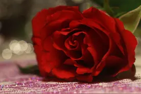 姑娘，给自己买一束花吧！图片