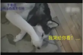二哈偷吃被责骂时倒地装可怜，最后竟向粑粑求救图片