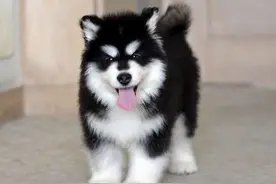 为什么狗狗后腿无力站不起来图片