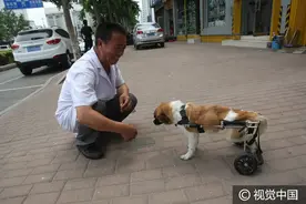 烟台残疾狗狗坐轮椅身残志坚惹人怜图片