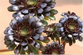 黑法师养护常见问题图片