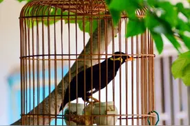 笼子里的鸟图片