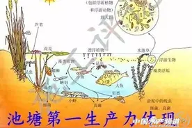 微生物（活菌）在水产养殖中的作用图片