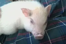 宠物猪特别喜欢主人摸它的肚子，表情看起来超有喜感